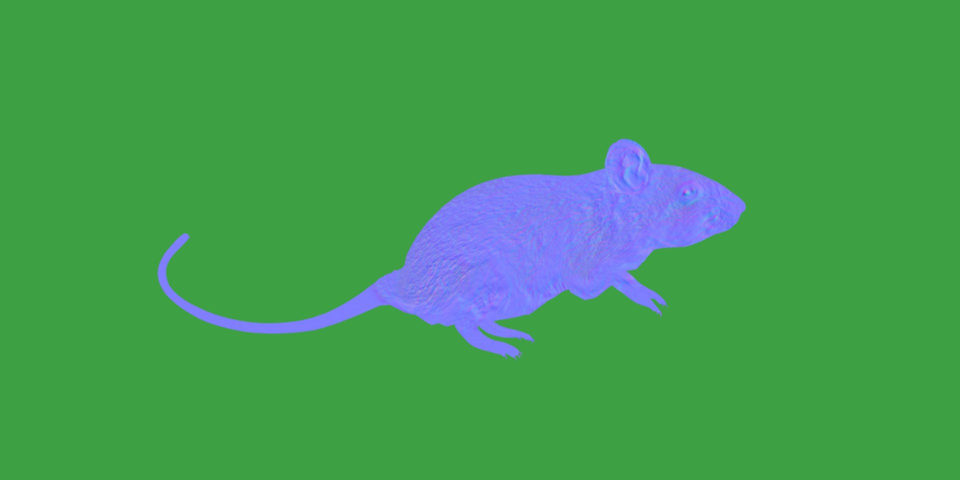 3D Key Largo Cotton Mouse model https://p.turbosquid.com/ts-thumb/uc/34wR2z/4h/key_largo_cotton_mouse11/png/1735230104/1920x1080/fit_q87/8de15d901649b53fd4158c91e7749cff6b9d5339/key_largo_cotton_mouse11.jpg