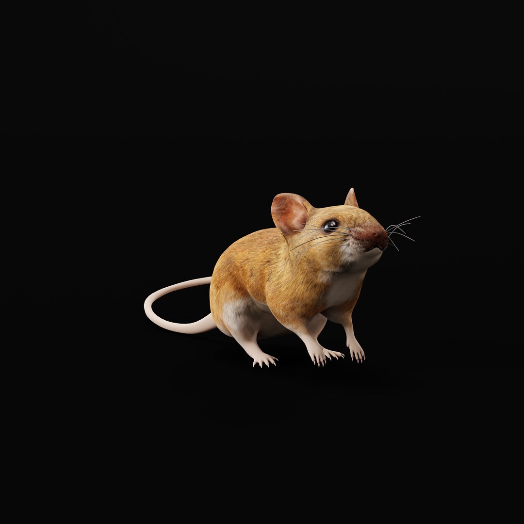 3D Key Largo Cotton Mouse model https://p.turbosquid.com/ts-thumb/uc/34wR2z/7Q/key_largo_cotton_mouse_ao_0004/jpg/1735230120/1920x1080/fit_q87/8321d081e47daf9b4f7ead638f681f721f8b1c17/key_largo_cotton_mouse_ao_0004.jpg