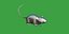 Key Largo Cotton Mouse