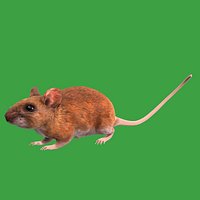 Key Largo Cotton Mouse