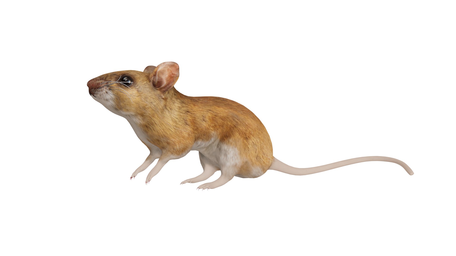 3D Key Largo Cotton Mouse model https://p.turbosquid.com/ts-thumb/uc/34wR2z/DG/mouse_preview/png/1735230124/1920x1080/fit_q87/db0bbd245b37559e1d2d6f91bb3694b9433e9cd6/mouse_preview.jpg
