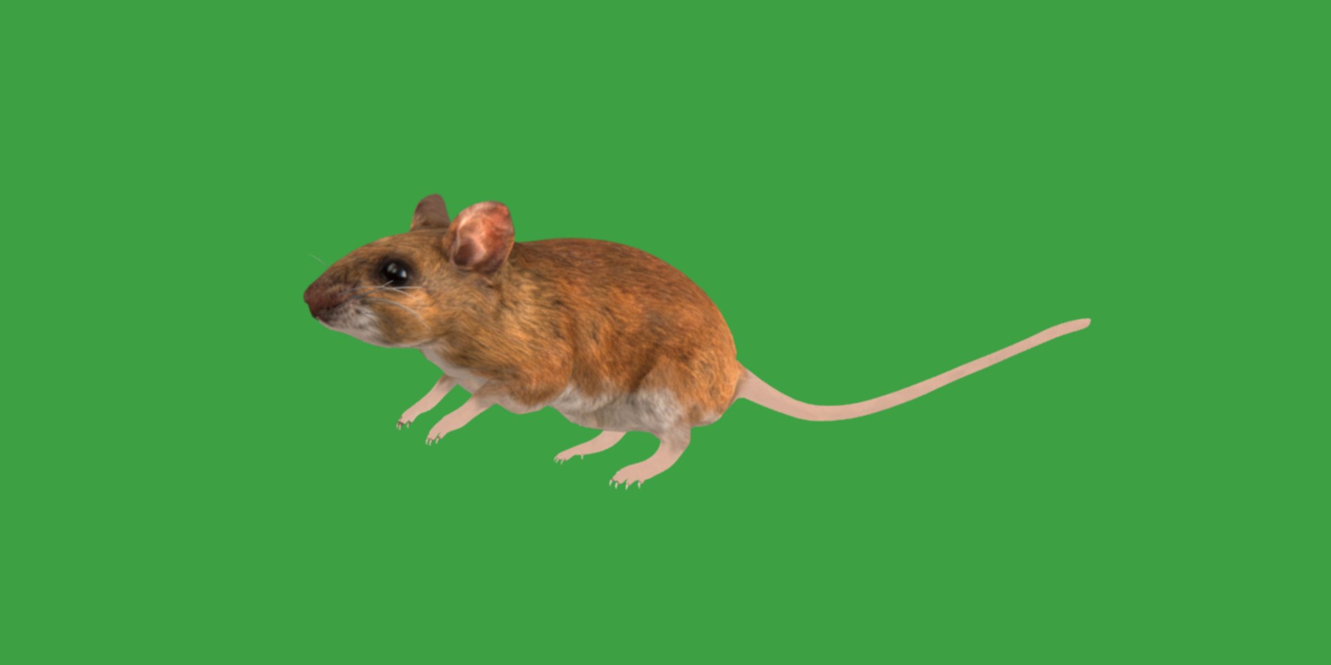 3D Key Largo Cotton Mouse model https://p.turbosquid.com/ts-thumb/uc/34wR2z/ML/key_largo_cotton_mouse6/png/1735230101/1920x1080/fit_q87/01e412db1bbfdd5059dc4038e74500b2c3d2d209/key_largo_cotton_mouse6.jpg