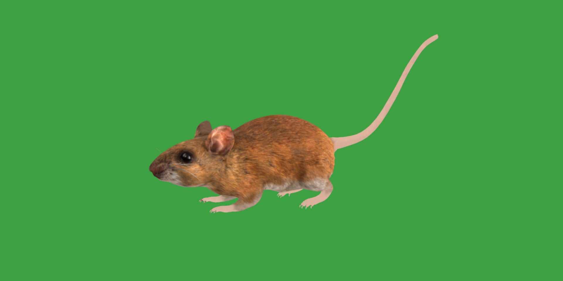 3D Key Largo Cotton Mouse model https://p.turbosquid.com/ts-thumb/uc/34wR2z/Qx/key_largo_cotton_mouse26/png/1735230112/1920x1080/fit_q87/609b9ed24457d95683b19f4bbefeb5211c8ebc5b/key_largo_cotton_mouse26.jpg