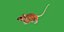 Key Largo Cotton Mouse