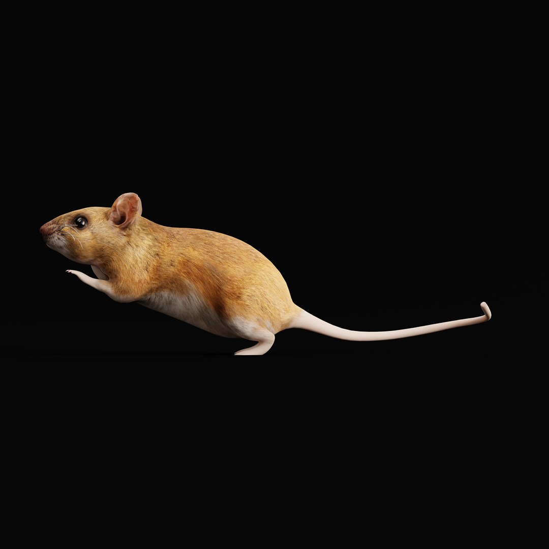 3D Key Largo Cotton Mouse model https://p.turbosquid.com/ts-thumb/uc/34wR2z/Qx/key_largo_cotton_mouse_ao_0002/jpg/1735230120/1920x1080/fit_q87/b1fa39e594c9e31753e4469afc07d0a76a9f53f5/key_largo_cotton_mouse_ao_0002.jpg