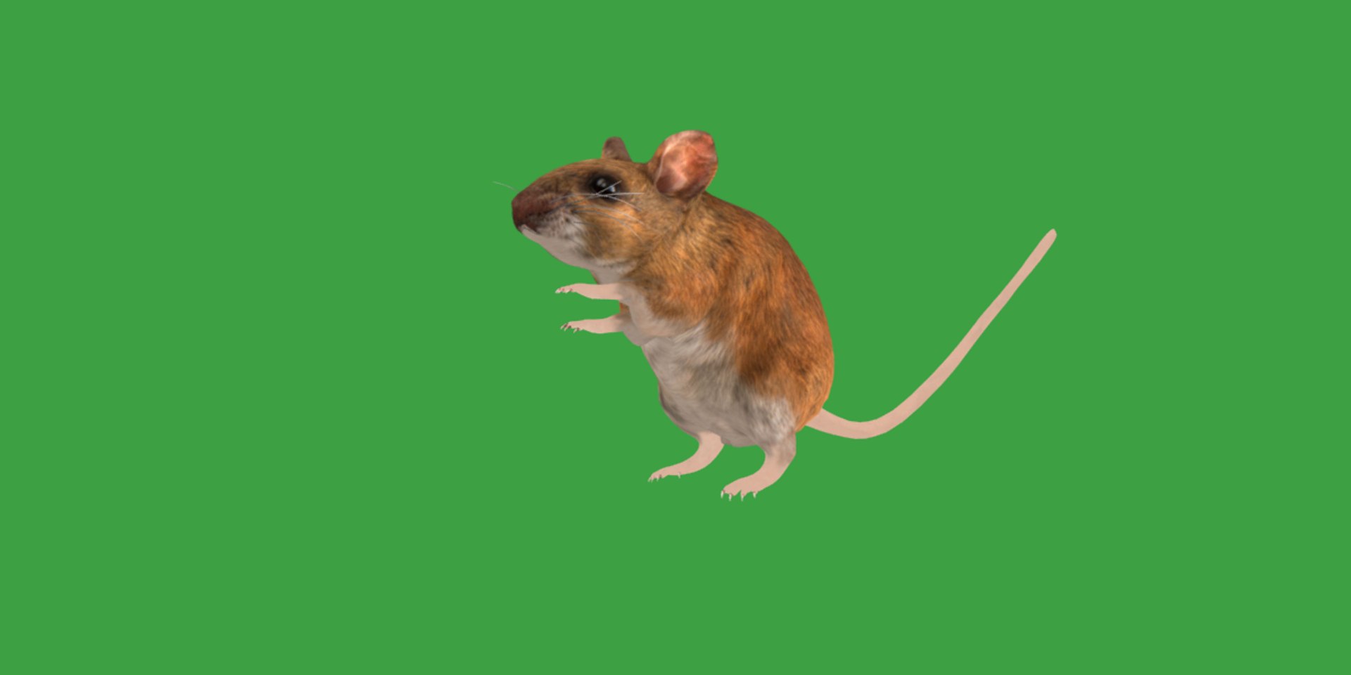 3D Key Largo Cotton Mouse model https://p.turbosquid.com/ts-thumb/uc/34wR2z/Yn/key_largo_cotton_mouse16/png/1735230106/1920x1080/fit_q87/626e379bec5f773a56c67463c9187b6eefed5a01/key_largo_cotton_mouse16.jpg