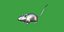 Key Largo Cotton Mouse
