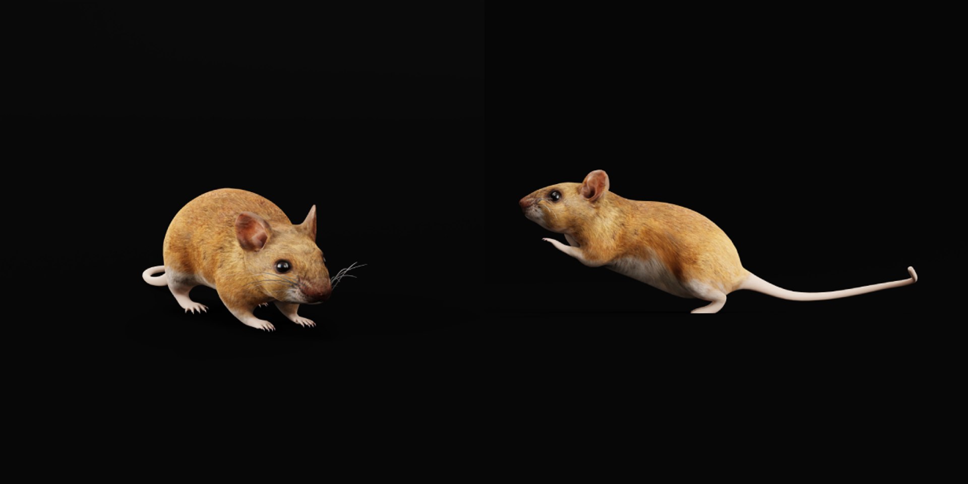 3D Key Largo Cotton Mouse model https://p.turbosquid.com/ts-thumb/uc/34wR2z/cp/key_largo_cotton_mouse3/png/1735230098/1920x1080/fit_q87/fd6a9ec5dd13c16b2e92cfb593167fe40516bdbc/key_largo_cotton_mouse3.jpg