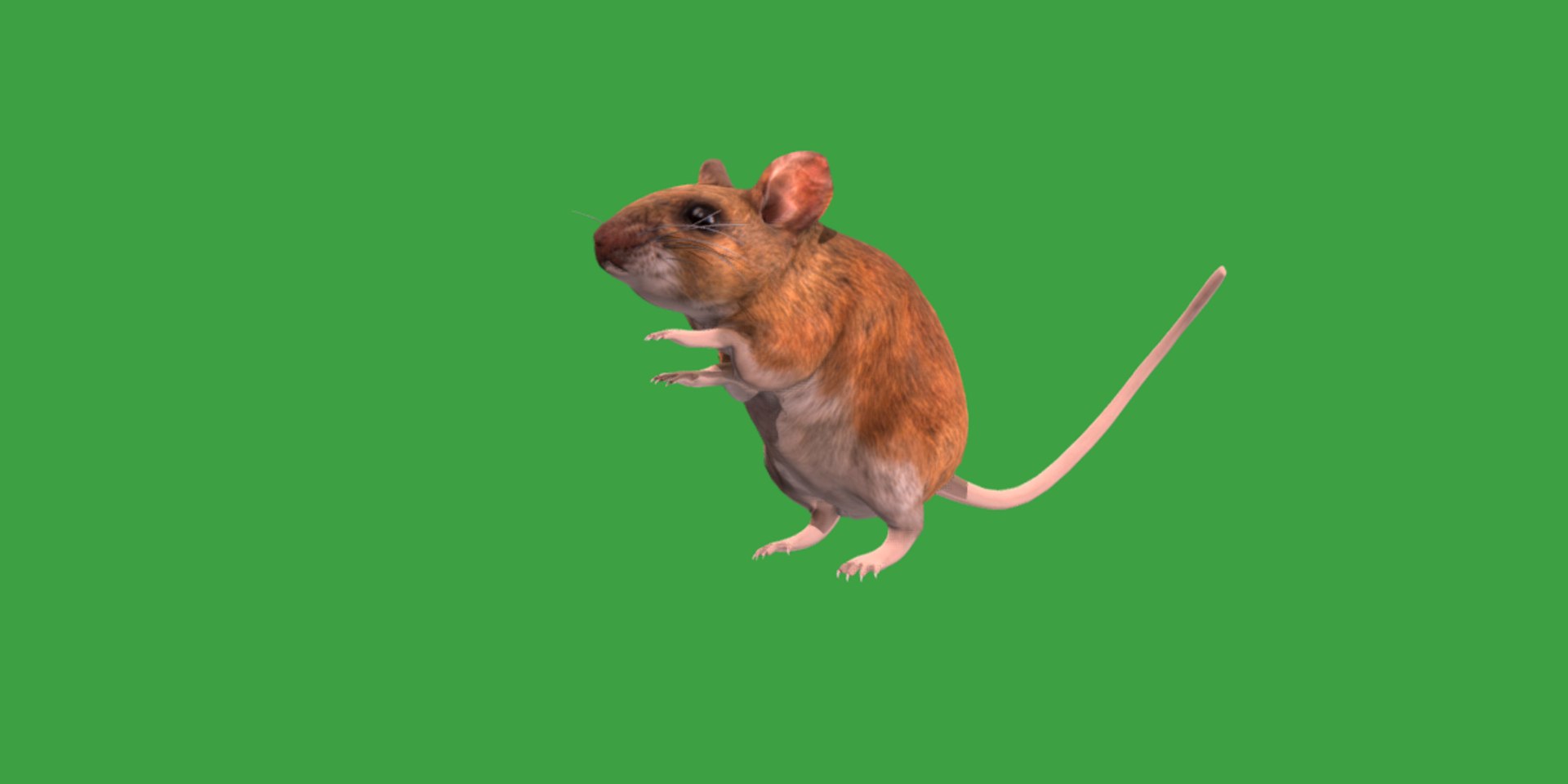 3D Key Largo Cotton Mouse model https://p.turbosquid.com/ts-thumb/uc/34wR2z/dm/key_largo_cotton_mouse15/png/1735230106/1920x1080/fit_q87/295faf516861fb88464cac349e1927f1d54be6b6/key_largo_cotton_mouse15.jpg