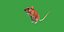 Key Largo Cotton Mouse