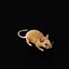 Key Largo Cotton Mouse