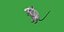 Key Largo Cotton Mouse