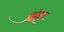 Key Largo Cotton Mouse