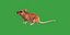 Key Largo Cotton Mouse