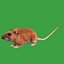 Key Largo Cotton Mouse