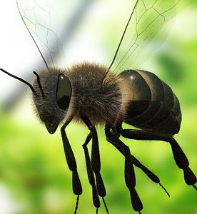 Bee