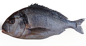 realistic fish animate 3D