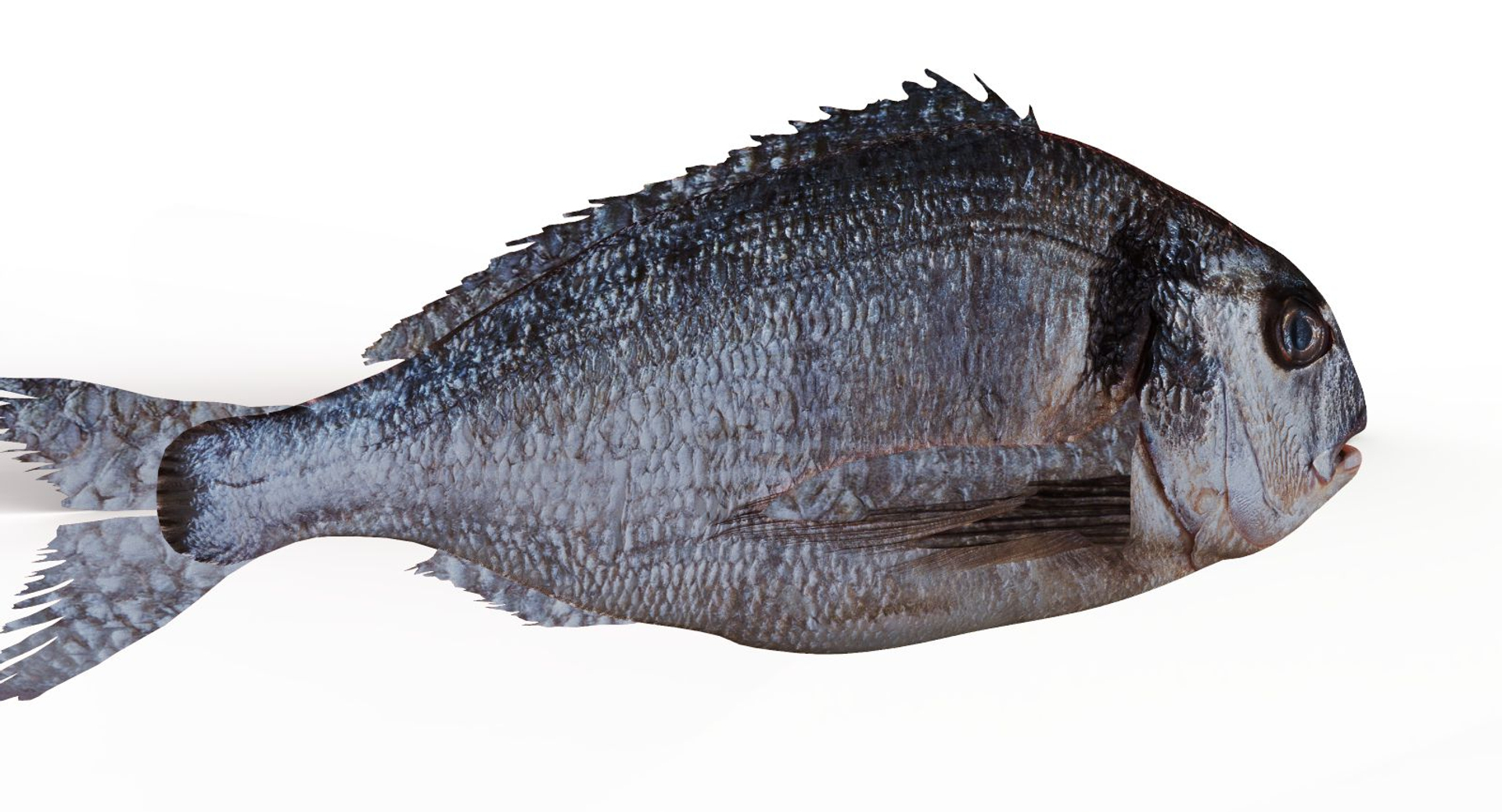 Realistic fish animate 3D - TurboSquid 1384940