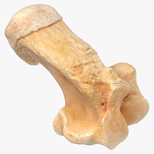 3D Kangaroo Red Necked Wallaby Calcaneum 01