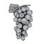 Grapes collection.