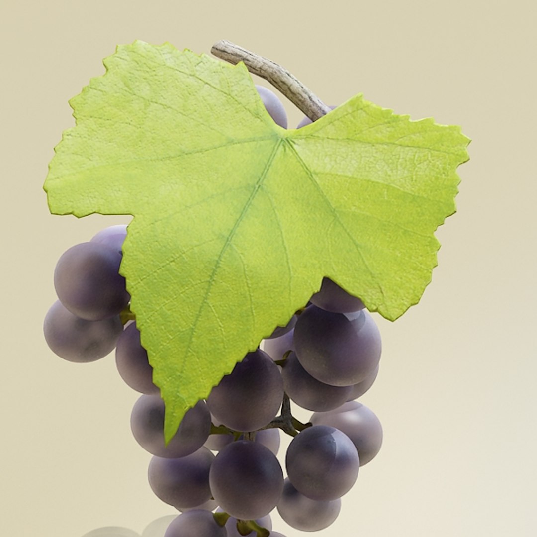 3d grapes model https://p.turbosquid.com/ts-thumb/uc/ViX0JM/uCkUXgVn/blackgrapespreview06/jpg/1313120707/1920x1080/fit_q87/25b5e8aa3f7c3a5d9e9bbd726ef7824ab90091a6/blackgrapespreview06.jpg