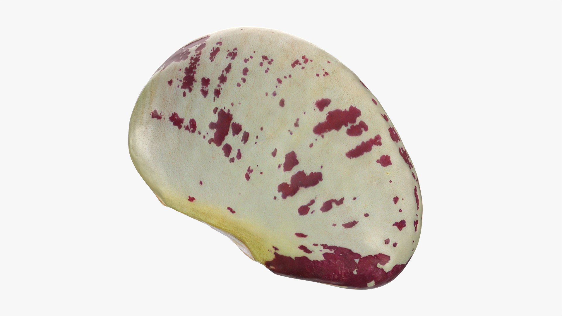 Heirloom Bean - 3D Scanned 3D model https://p.turbosquid.com/ts-thumb/uc/hlTMBt/1x/heirloombean_0011/png/1769597509/1920x1080/fit_q87/853bec6b1fbb90a162ec6c09d0de528c620f6fec/heirloombean_0011.jpg