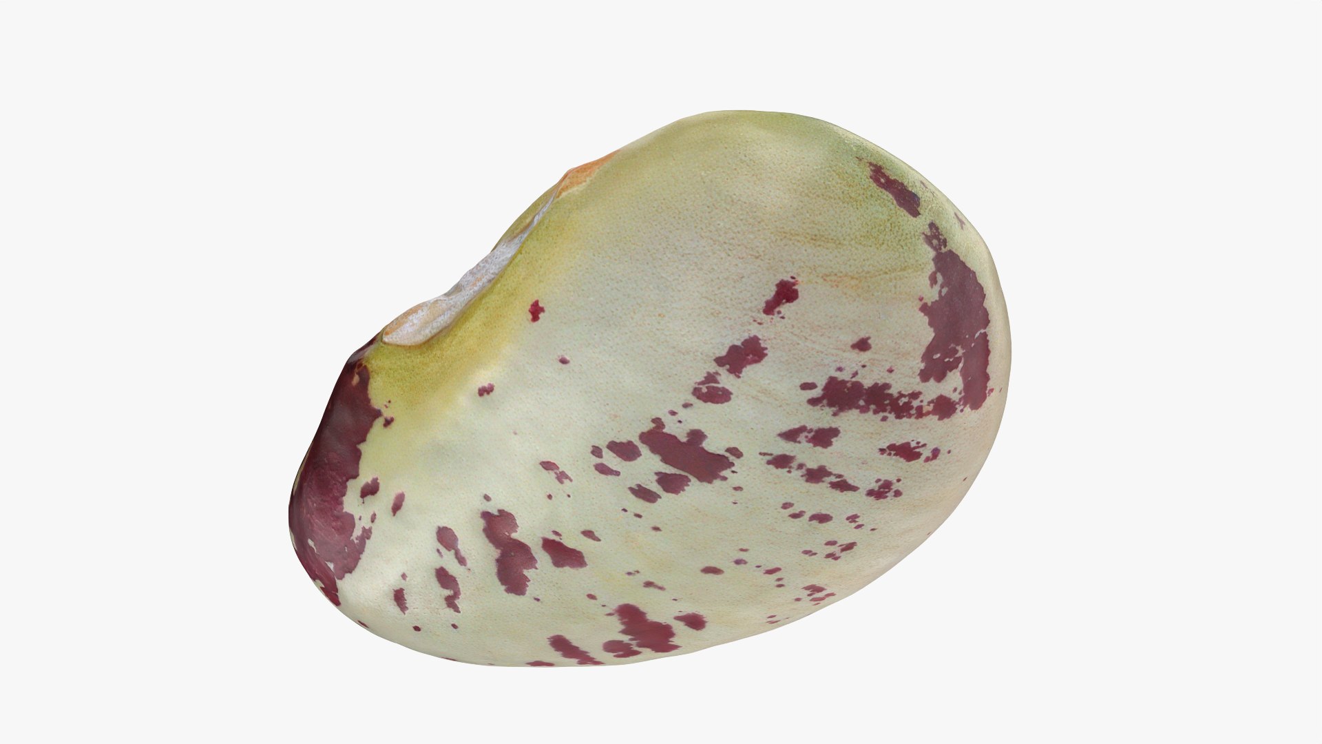 Heirloom Bean - 3D Scanned 3D model https://p.turbosquid.com/ts-thumb/uc/hlTMBt/3C/heirloombean_0004/png/1769597499/1920x1080/fit_q87/9453907cfe6f87ee240d26c7848118b2f996e9e0/heirloombean_0004.jpg