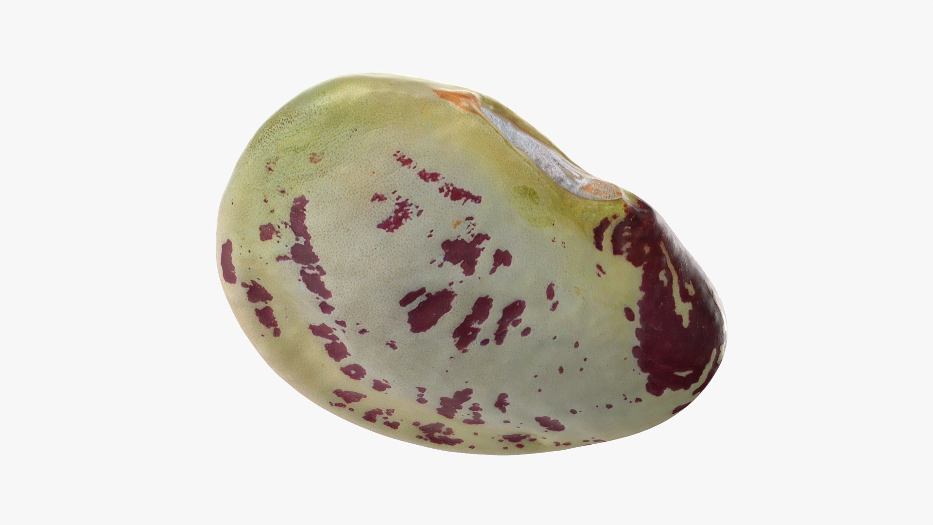Heirloom Bean - 3D Scanned 3D model https://p.turbosquid.com/ts-thumb/uc/hlTMBt/7Z/heirloombean_0012/png/1769597514/1920x1080/fit_q87/e002de13fd0a77f0322f2c1087c7d545e926e9e9/heirloombean_0012.jpg