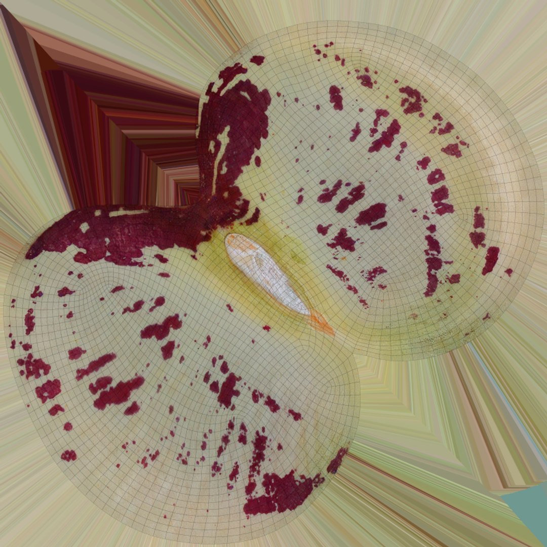 Heirloom Bean - 3D Scanned 3D model https://p.turbosquid.com/ts-thumb/uc/hlTMBt/89/heirloombean_c0004/png/1769597510/1920x1080/fit_q87/1f8d9b076597fc831a2fb591ab1638ffe825aa9c/heirloombean_c0004.jpg