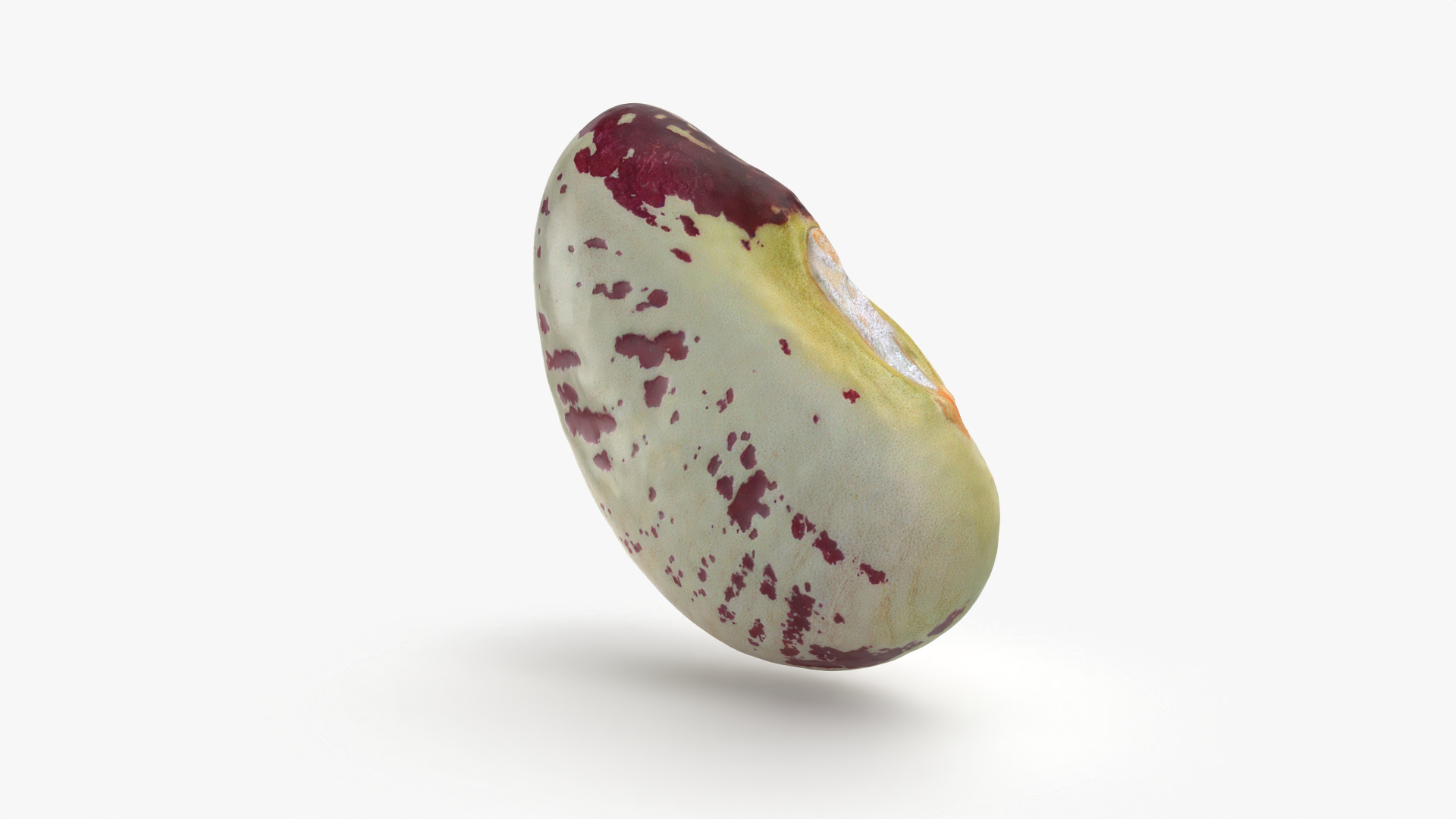 Heirloom Bean - 3D Scanned 3D model https://p.turbosquid.com/ts-thumb/uc/hlTMBt/HD/heirloombean/png/1769613661/1920x1080/turn_fit_q99/8c59c540c553d8f8677a734f7364dd55f052b14a/heirloombean-1.jpg