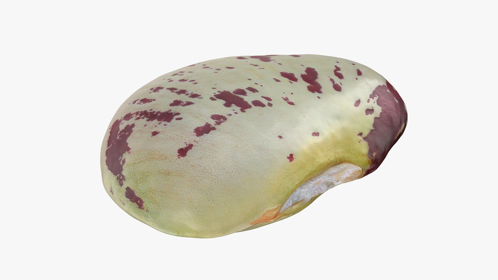 Heirloom Bean - 3D Scanned 3D model https://p.turbosquid.com/ts-thumb/uc/hlTMBt/If/heirloombean_0007/png/1769597504/1920x1080/fit_q87/9e09a2caa295c8d5802eb543c215c5a47f40ba63/heirloombean_0007.jpg
