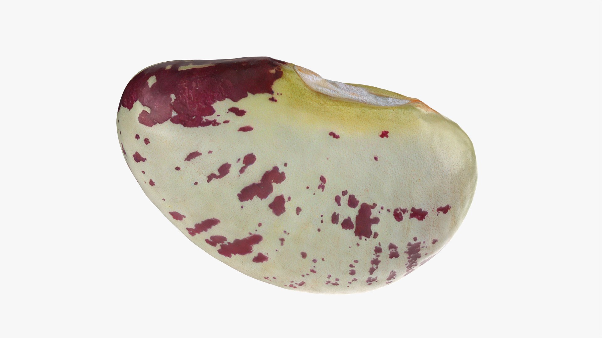 Heirloom Bean - 3D Scanned 3D model https://p.turbosquid.com/ts-thumb/uc/hlTMBt/Kx/heirloombean_0002/png/1769597497/1920x1080/fit_q87/a7fcf6472128742b01edefac329a57686a5e236b/heirloombean_0002.jpg