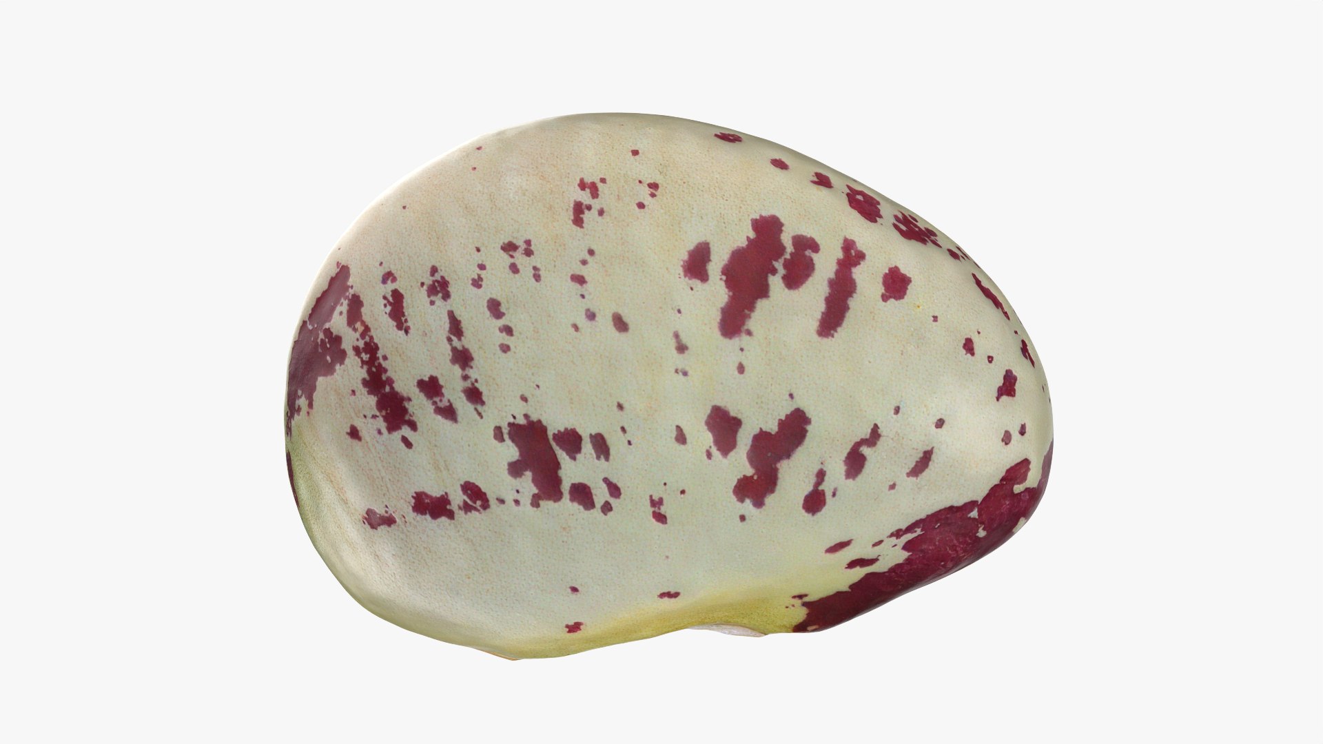 Heirloom Bean - 3D Scanned 3D model https://p.turbosquid.com/ts-thumb/uc/hlTMBt/fv/heirloombean_0006/png/1769597501/1920x1080/fit_q87/e88f084071e5f2b20e040f8a124b50ea46aedf3e/heirloombean_0006.jpg