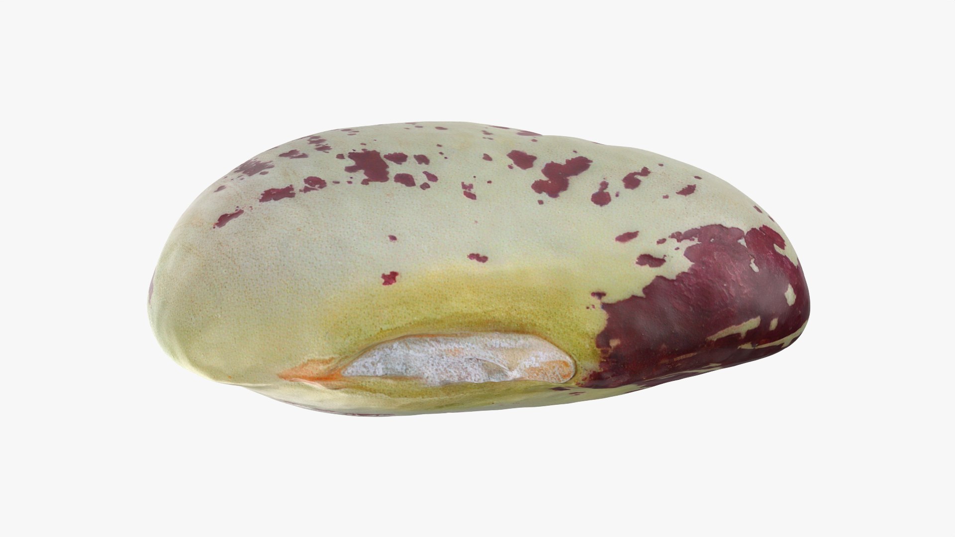 Heirloom Bean - 3D Scanned 3D model https://p.turbosquid.com/ts-thumb/uc/hlTMBt/qA/heirloombean_0005/png/1769597502/1920x1080/fit_q87/df9c01337d73cd0924fe95ccf7b3812eaa61efd1/heirloombean_0005.jpg