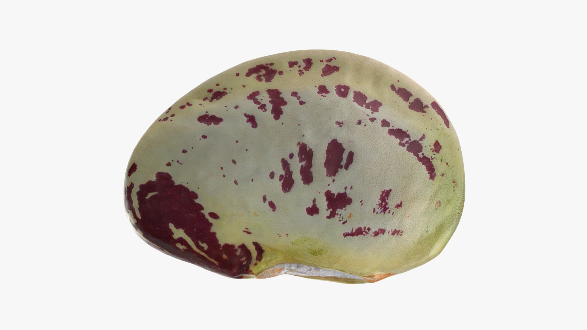 Heirloom Bean - 3D Scanned 3D model https://p.turbosquid.com/ts-thumb/uc/hlTMBt/uC/heirloombean_0003/png/1769597496/1920x1080/fit_q87/f02ca2d2d6a20088fa6bda1e9f123173d721f976/heirloombean_0003.jpg