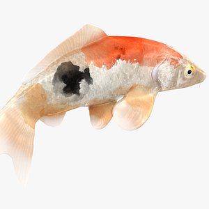 3D Japanese Carp Fish Rigged L1819