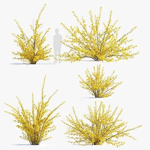 Forsythia