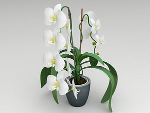 Orchid white