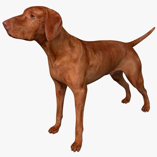 can a vizsla live in egypt