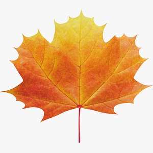 Maple Leaf V1
