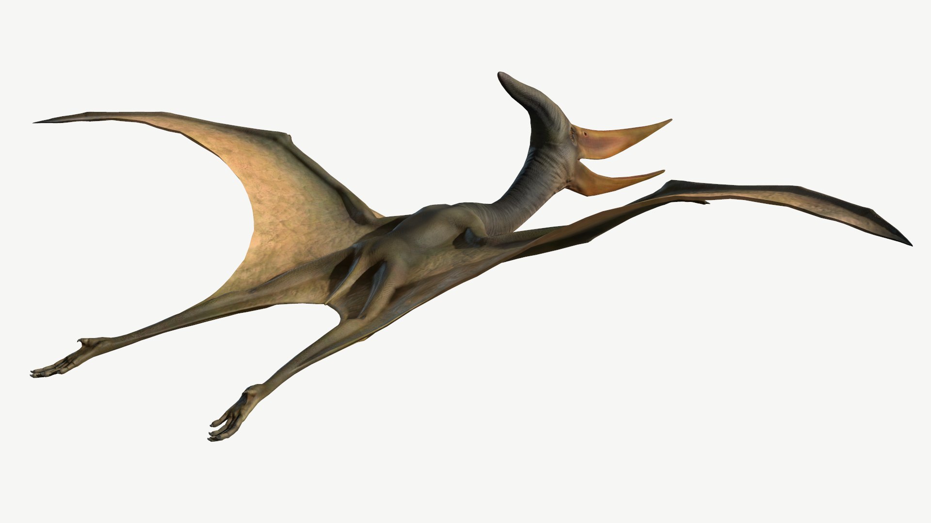 Pteranodon 3D Model - TurboSquid 1366491