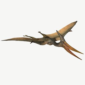 Pteranodon