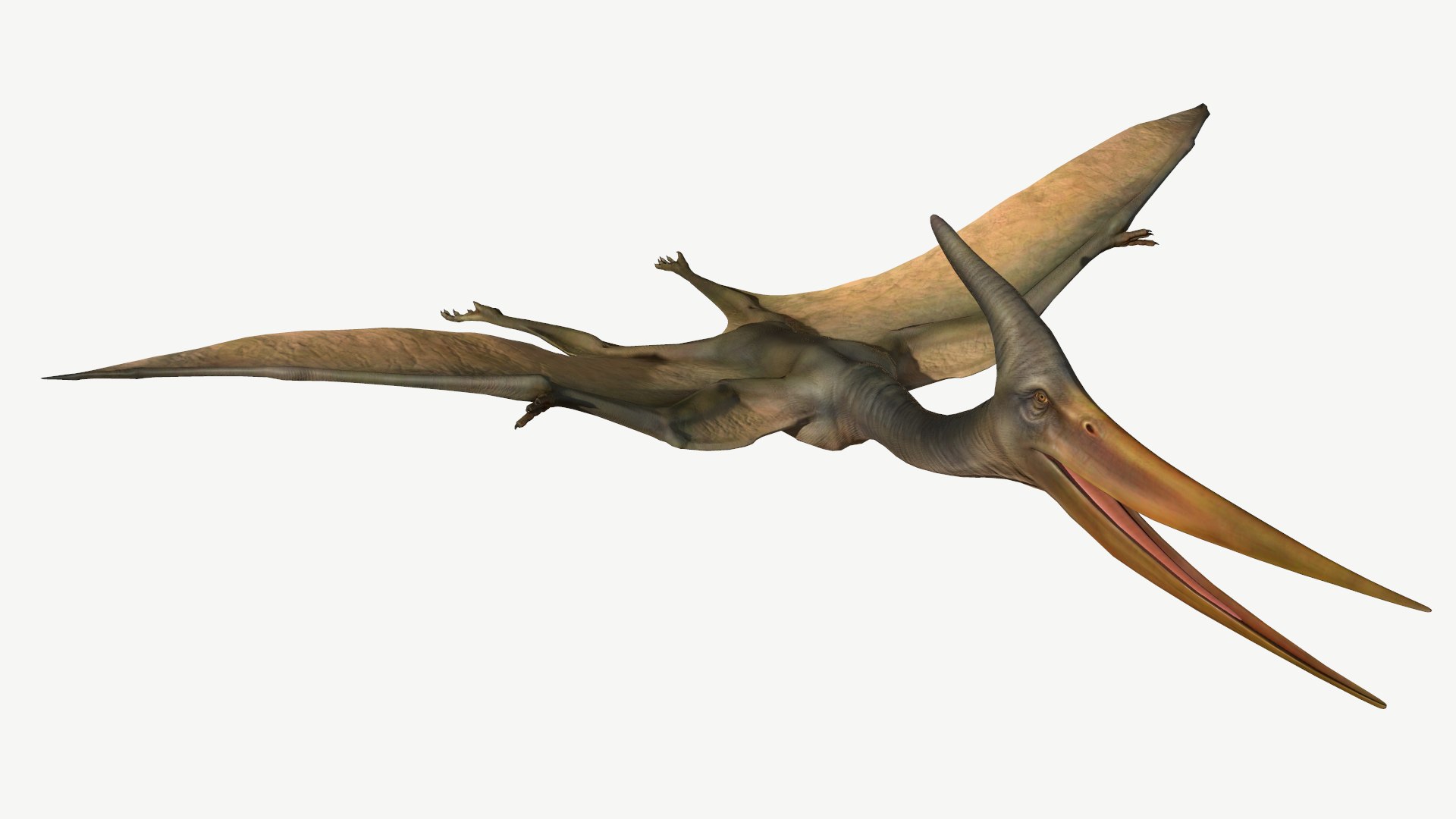 Pteranodon 3D Model - TurboSquid 1366491