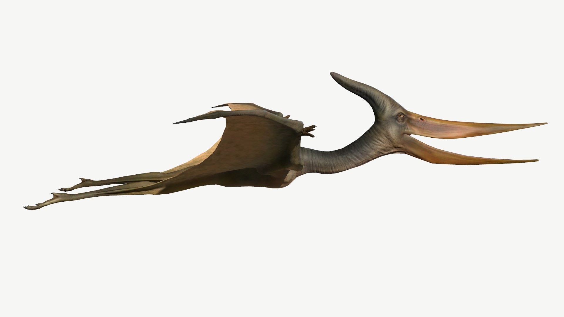 pteranodon 3D model https://p.turbosquid.com/ts-thumb/ud/85fVbQ/dR/2/png/1613801070/1920x1080/fit_q87/aabad760138b22b55629f766bc1fee07a4f66374/2.jpg