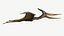 Pteranodon