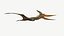 Pteranodon