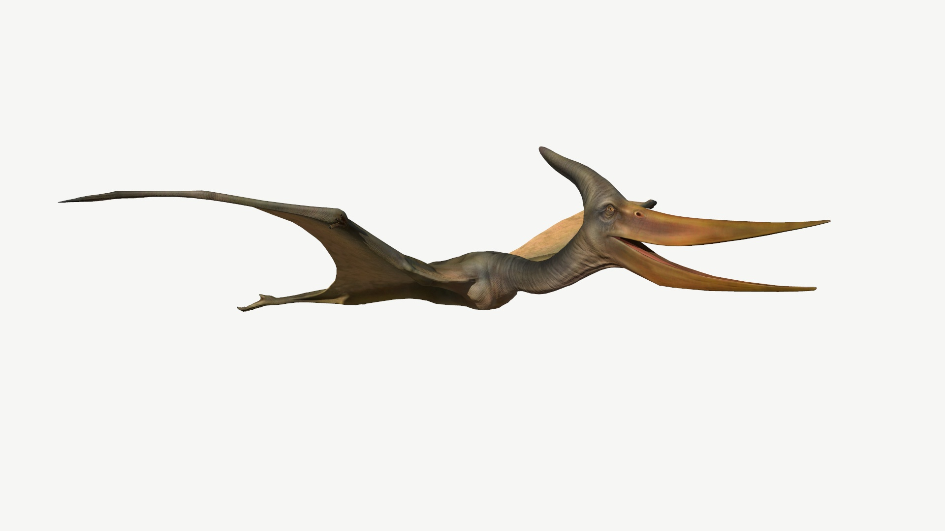 Pteranodon 3D Model - TurboSquid 1366491