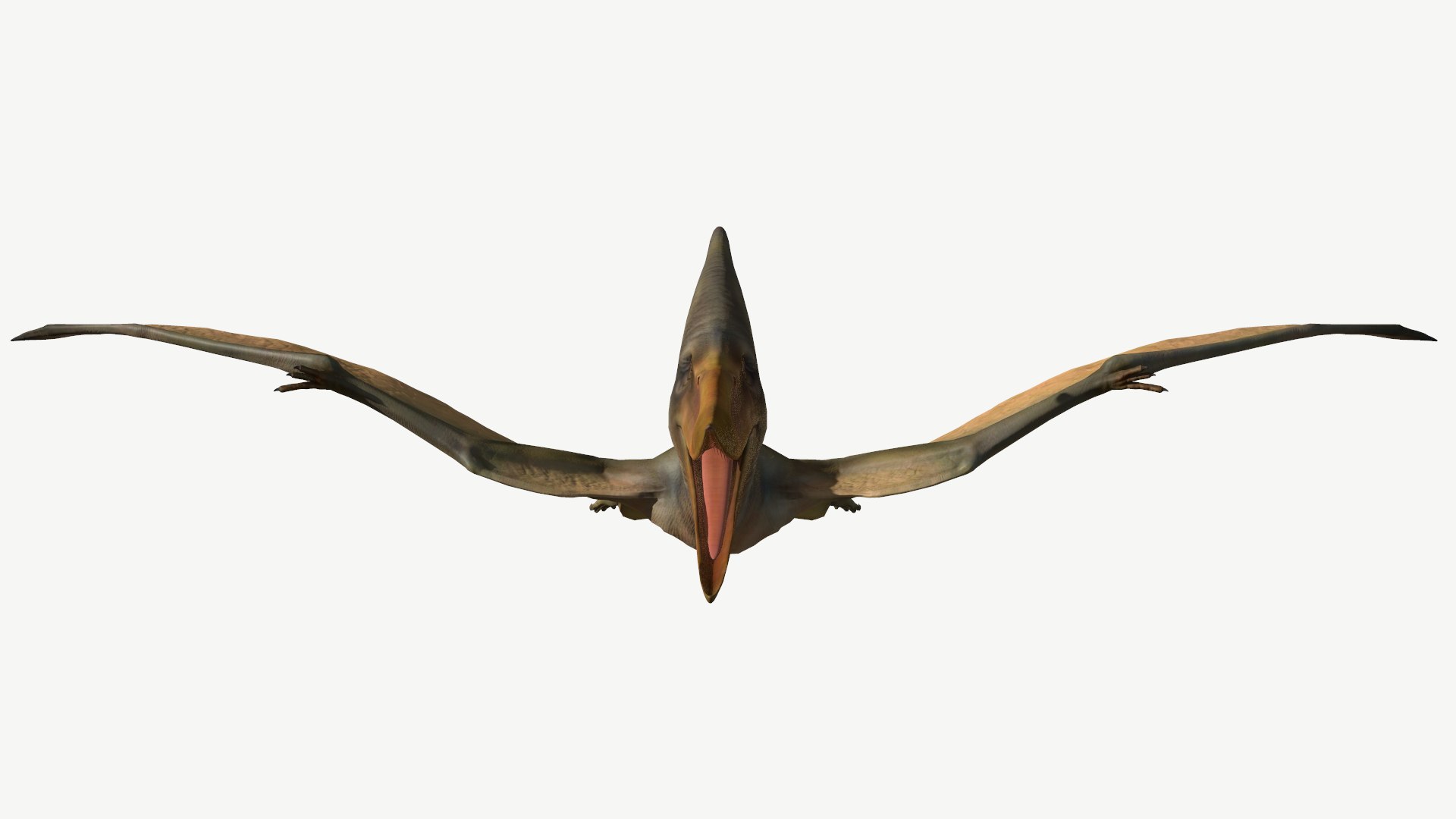 pteranodon 3D model https://p.turbosquid.com/ts-thumb/ud/85fVbQ/tN/5/png/1613801071/1920x1080/fit_q87/1d590b2441ab7570ba5cd22c4b3630d8c8eddf53/5.jpg