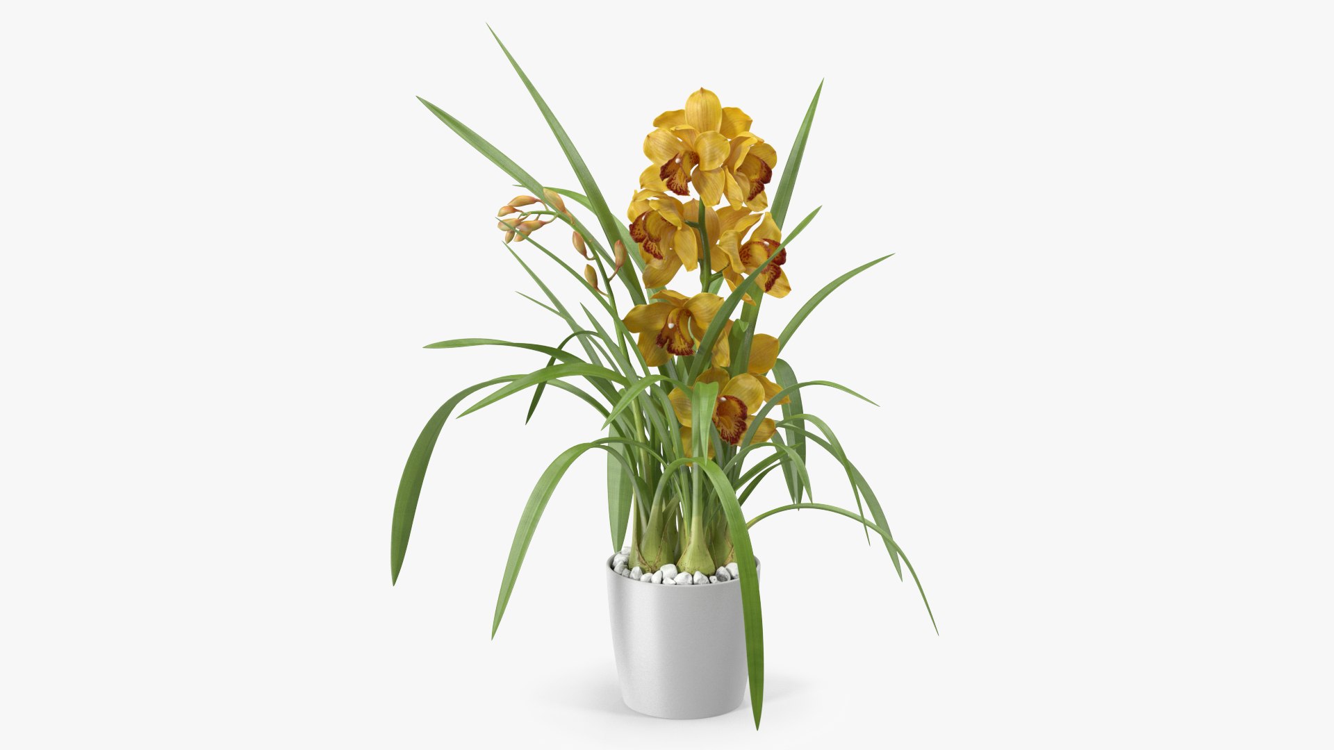 Orchid Pot Flower Yellow Fur 3D model preview