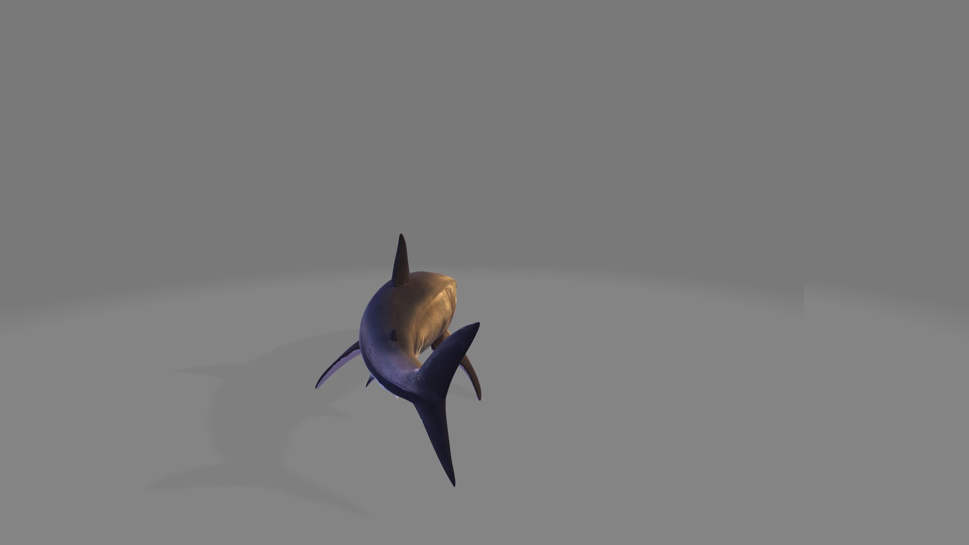 3D Shark Model - TurboSquid 2370448